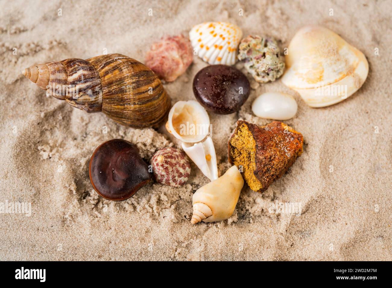 Muschelanordnung auf weißem Sand. Vom tropischen Indischen Ozean, Sri Lanka. Stockfoto