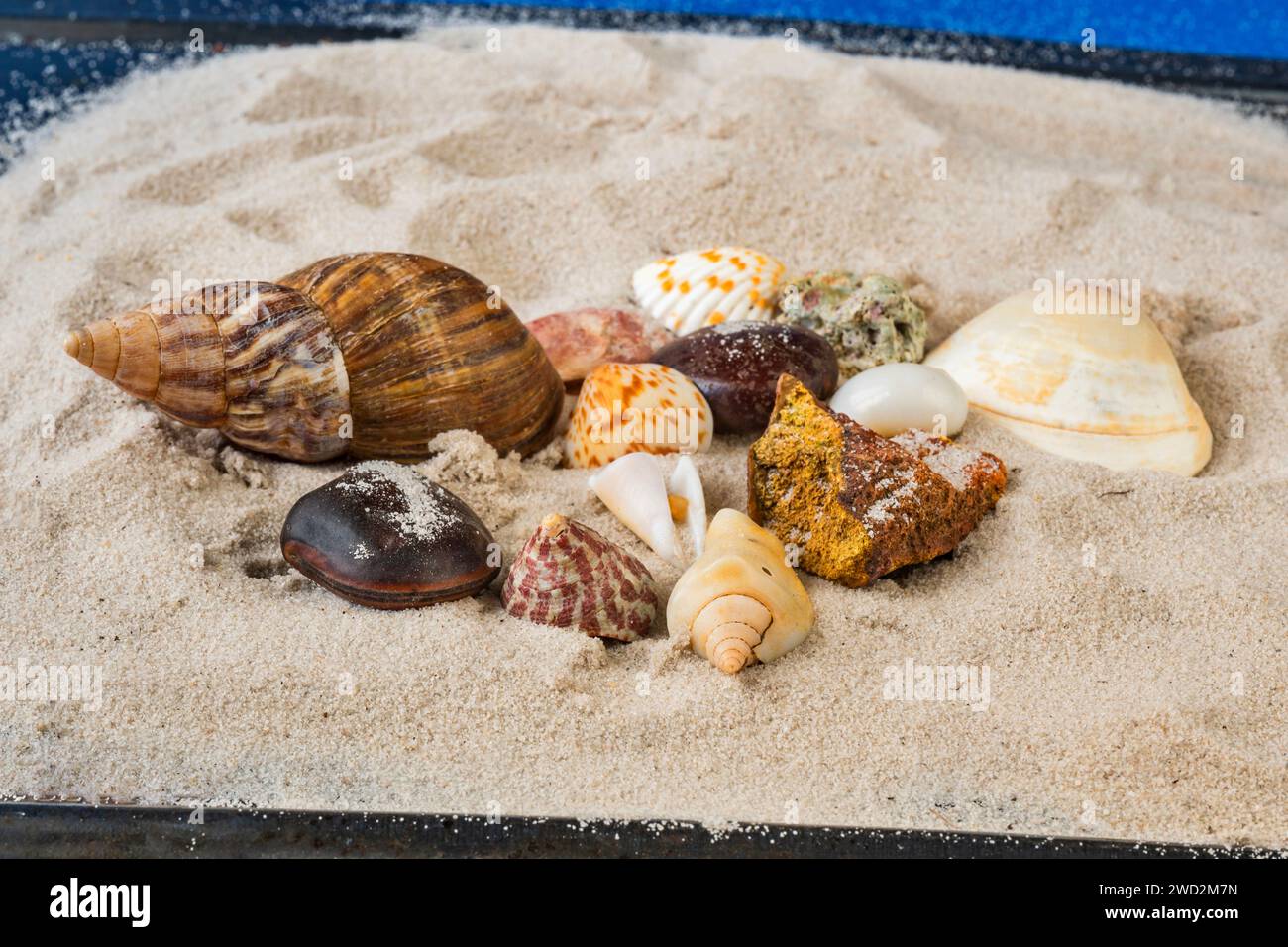 Sri-lankische Muschel und Stein in weißem Sand, blaue Farbe oben, schwarze Farbe unten. Stockfoto