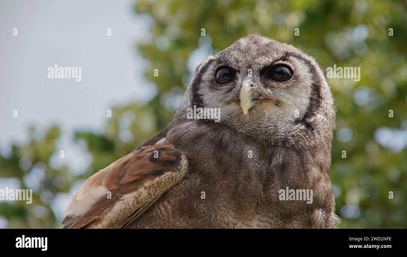Barred Owl Nahaufnahme Stockfoto