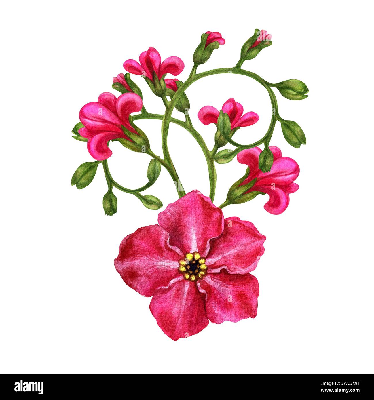 Wunderschöne Aquarellsträuße aus rosa Vergissmeinnots, hergestellt in Form von Vignetten für Ostern, Hochzeitssträuße, Muttertag, Vatertag, Valentin Stockfoto