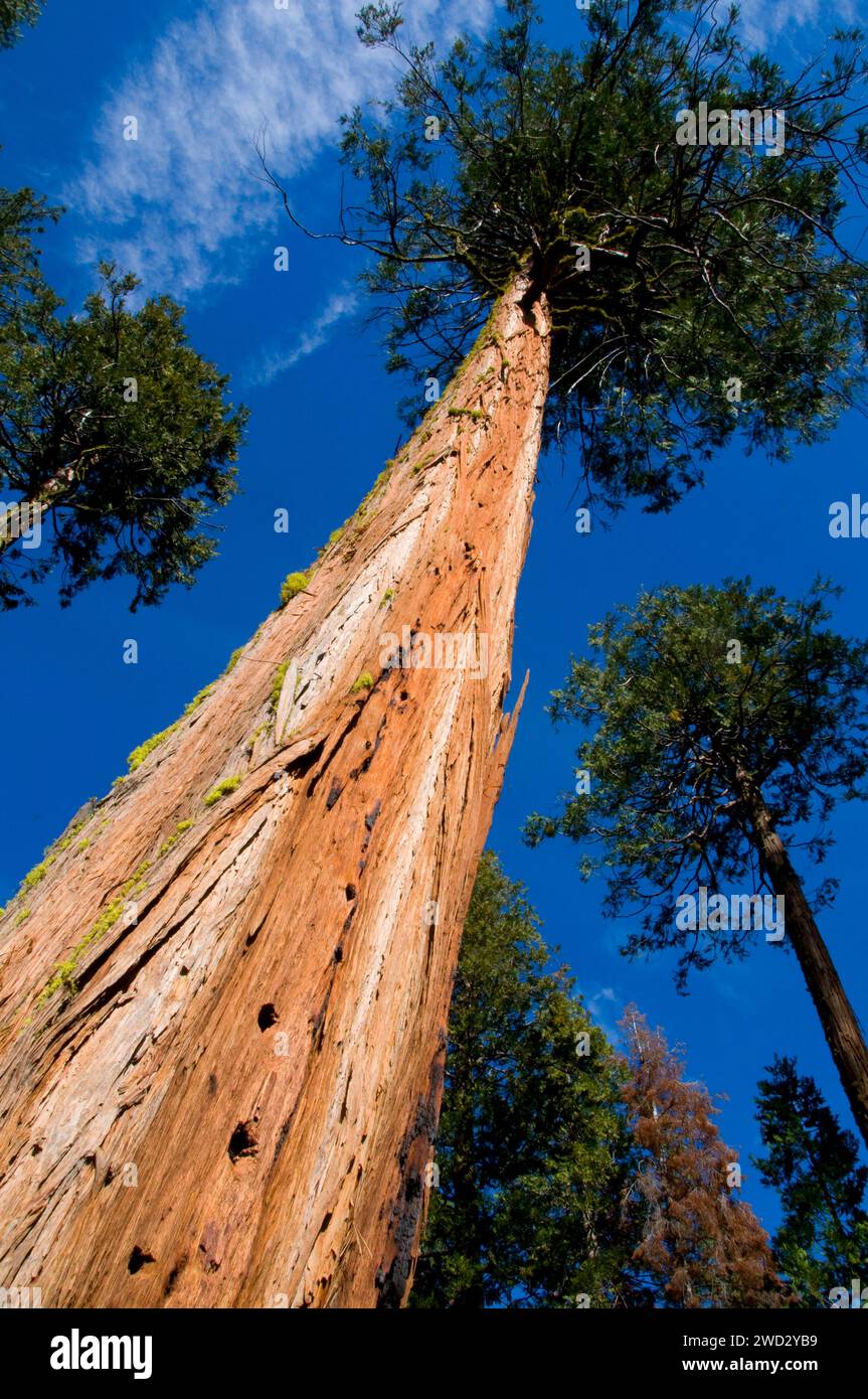 Zeder, Sierra Vista National Scenic Byway, Sierra National Forest, Kalifornien Stockfoto