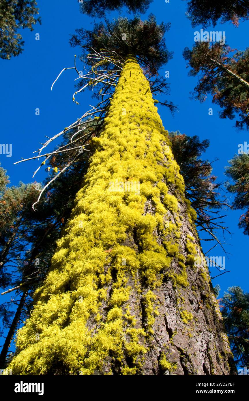 Tanne mit Flechten, Sierra Vista National Scenic Byway, Sierra National Forest, Kalifornien Stockfoto
