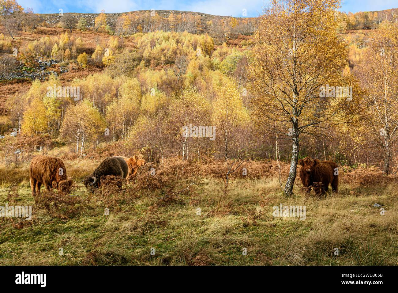 Blick entlang eines felsigen Hügels mit Birkenbäumen Betula und vier Highland-Rinderfütterung am Fuß in Bracken und Grasland, alle beleuchtet mit Su Stockfoto