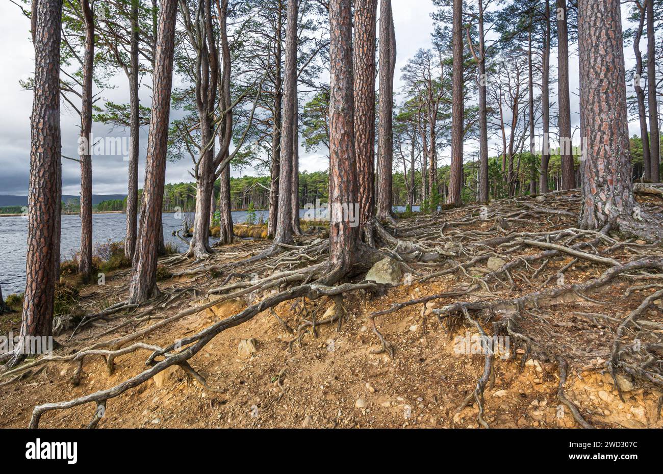 Der Rand des Loch Mallachie zeigt die Erosion an den Kiefernwurzeln, die bei hohen Wasserständen verursacht wird. Cairngorm National Park, Schottland, Oktober Stockfoto