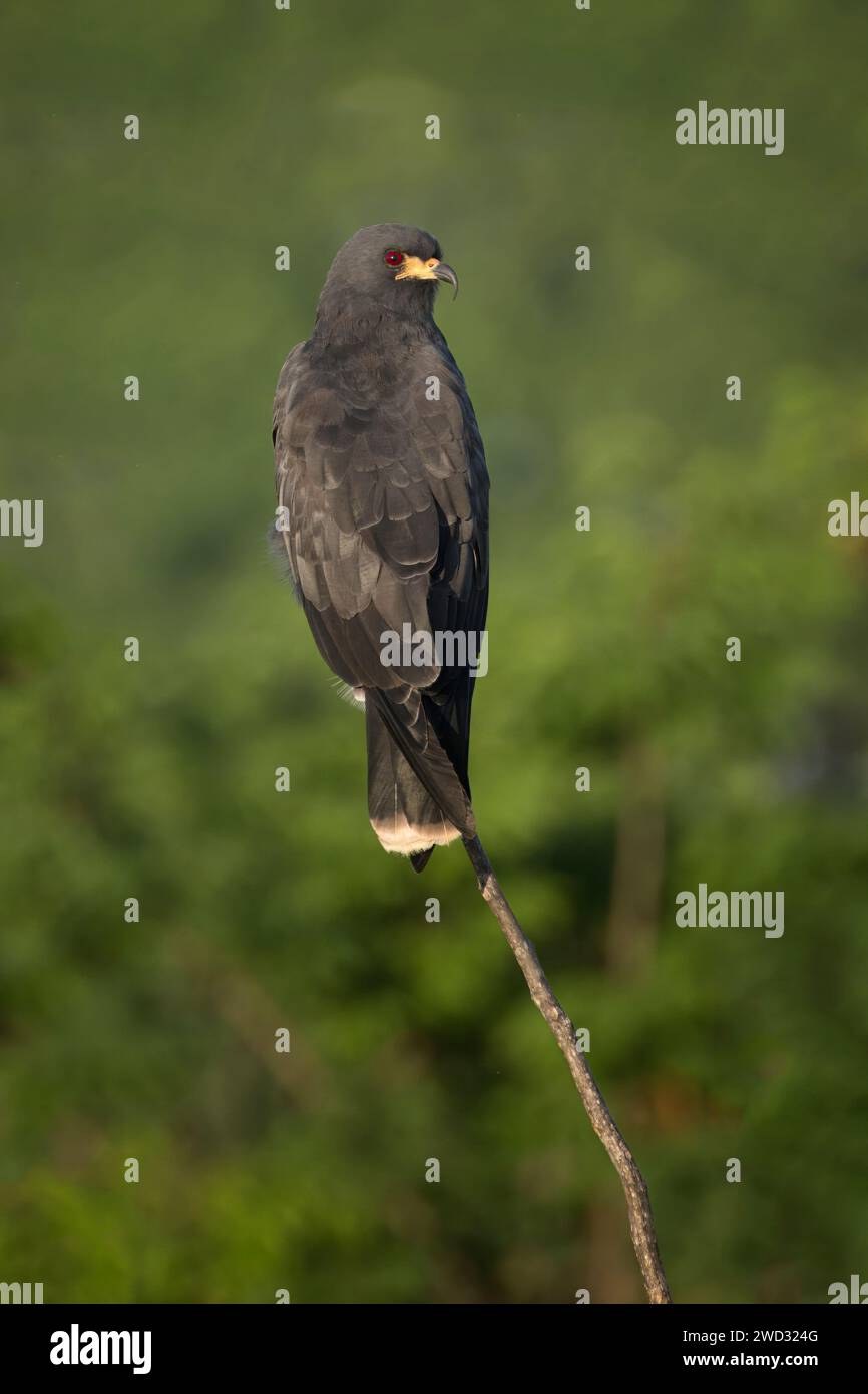 Schneckendrachen, Rostrhamus sociabilis, Amazonasbecken, Brasilien Stockfoto