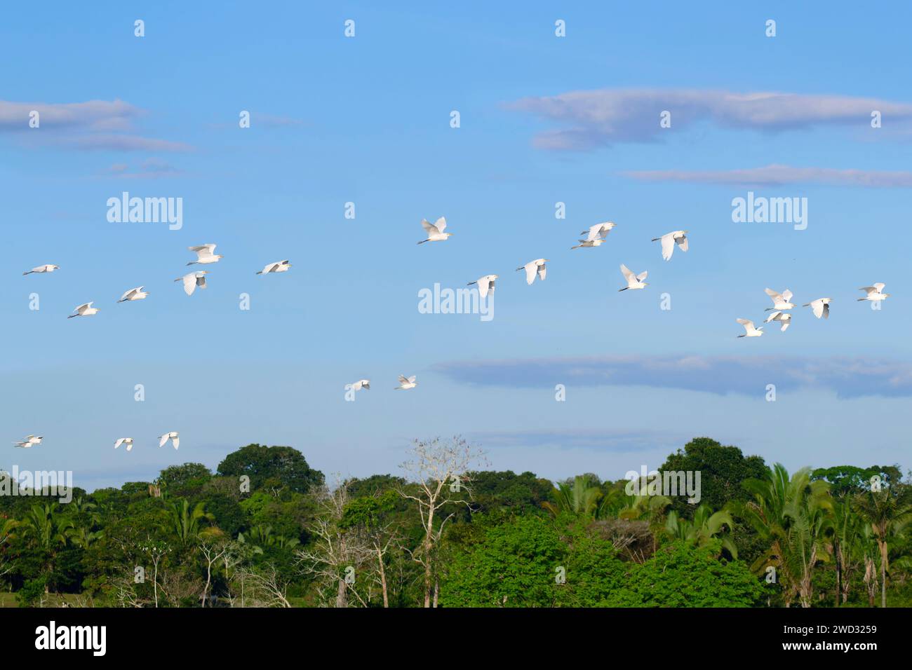 Herde westlicher Rinderreiher, Bubulcus ibis, Amazon Basin, Brasilien Stockfoto