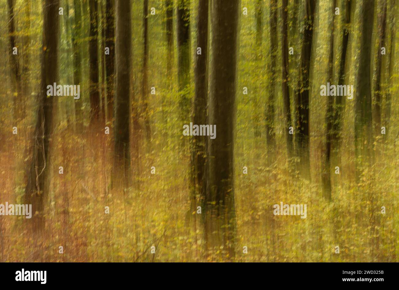 Verschwommene Bäume, abstrakte Behandlung mit Bewegungsunschärfe-Effekt, verschwommener Wald, Schweiz Stockfoto