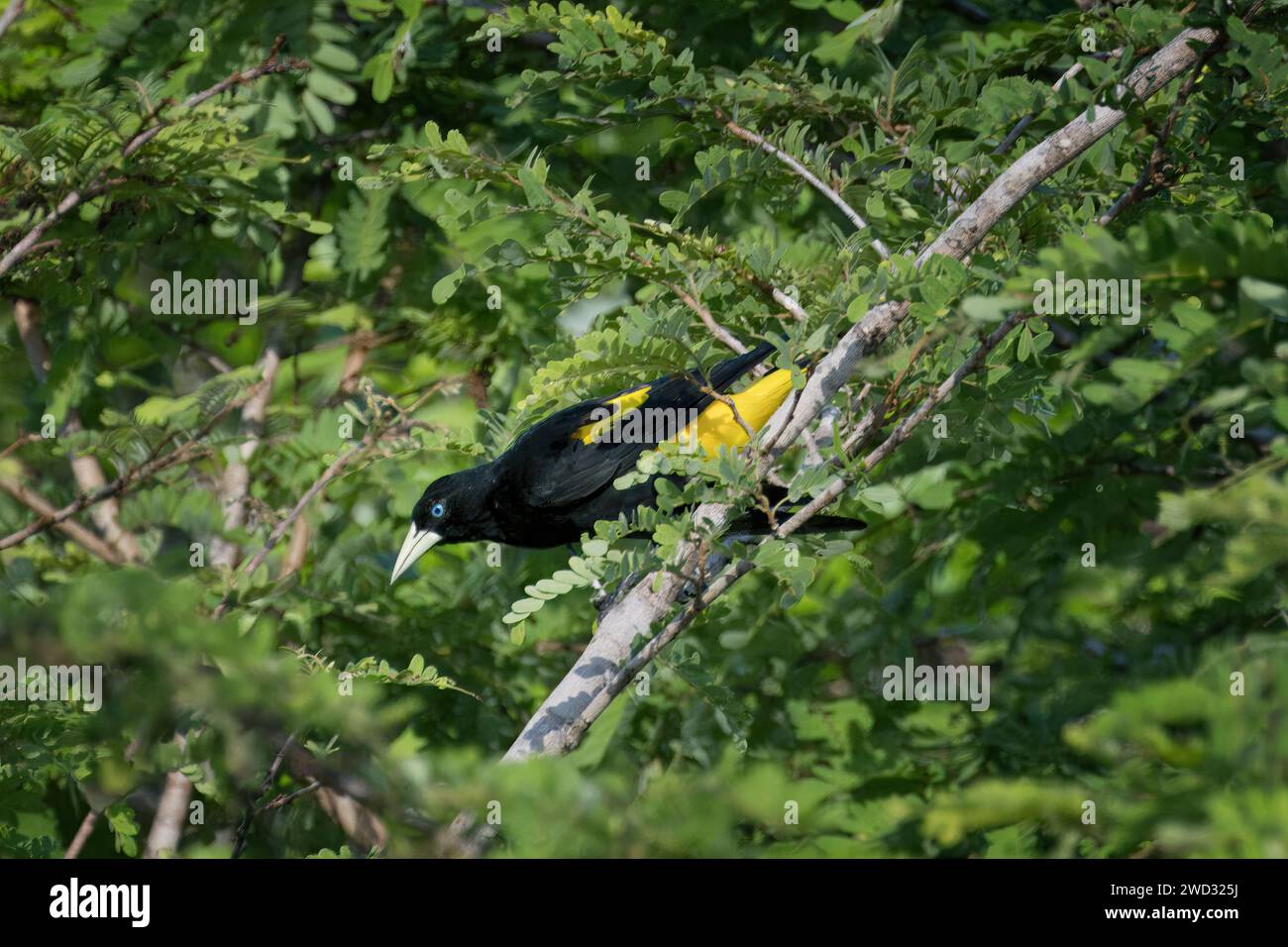 Cacique, Cacicus cela, Amazonasbecken, Brasilien Stockfoto