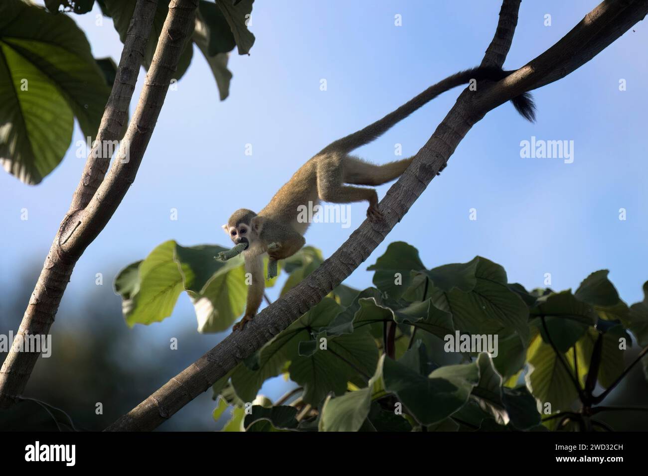 Collin's Eichhörnchenaffe, Saimiri collinsii, isst eine Frucht, Amazonasbecken, Brasilien Stockfoto