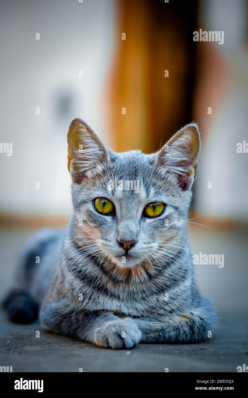 Eine graue Katze mit leuchtend gelben Augen, die in die Kamera schaut Stockfoto