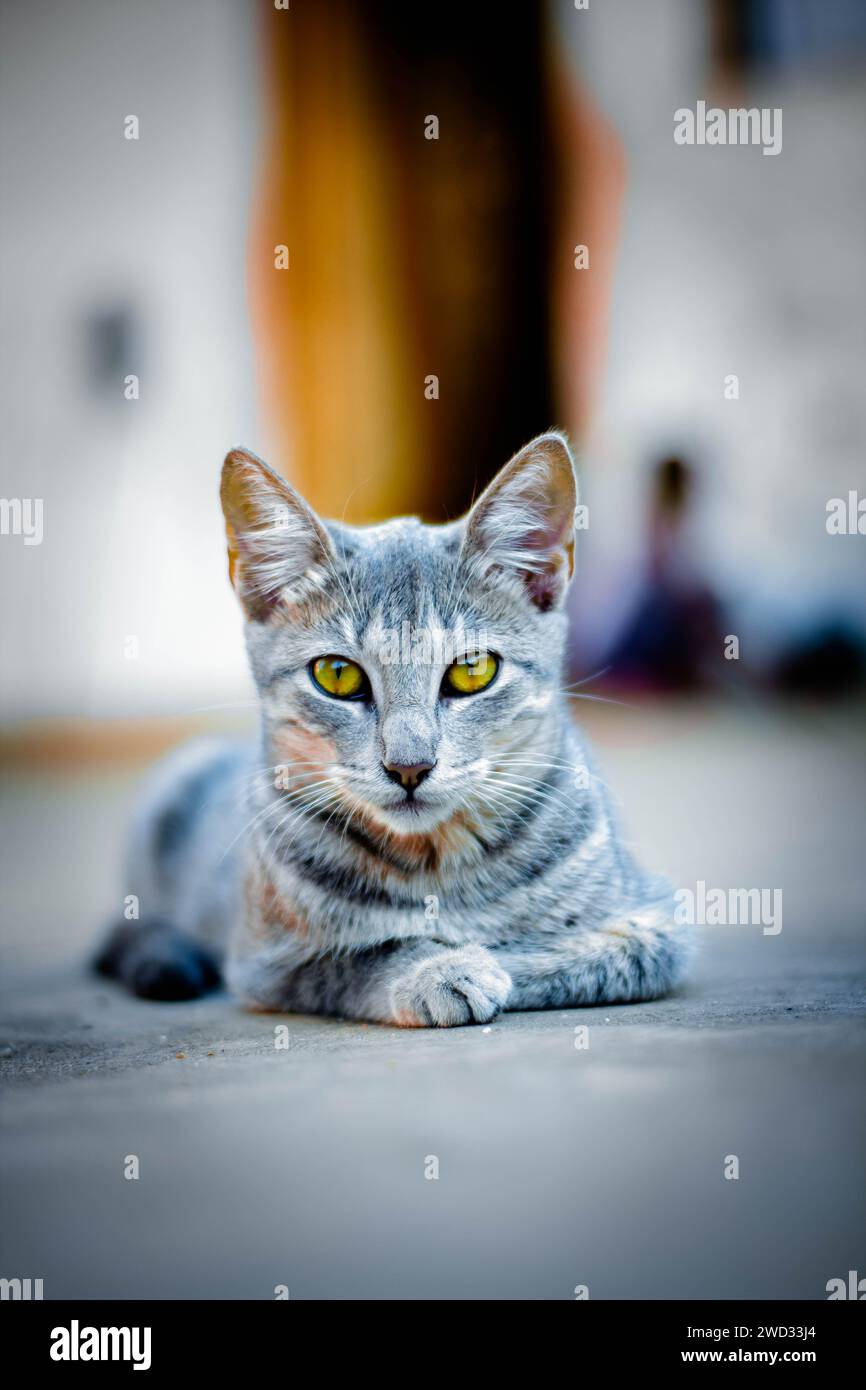 Eine graue Katze mit leuchtend gelben Augen, die in die Kamera schaut Stockfoto