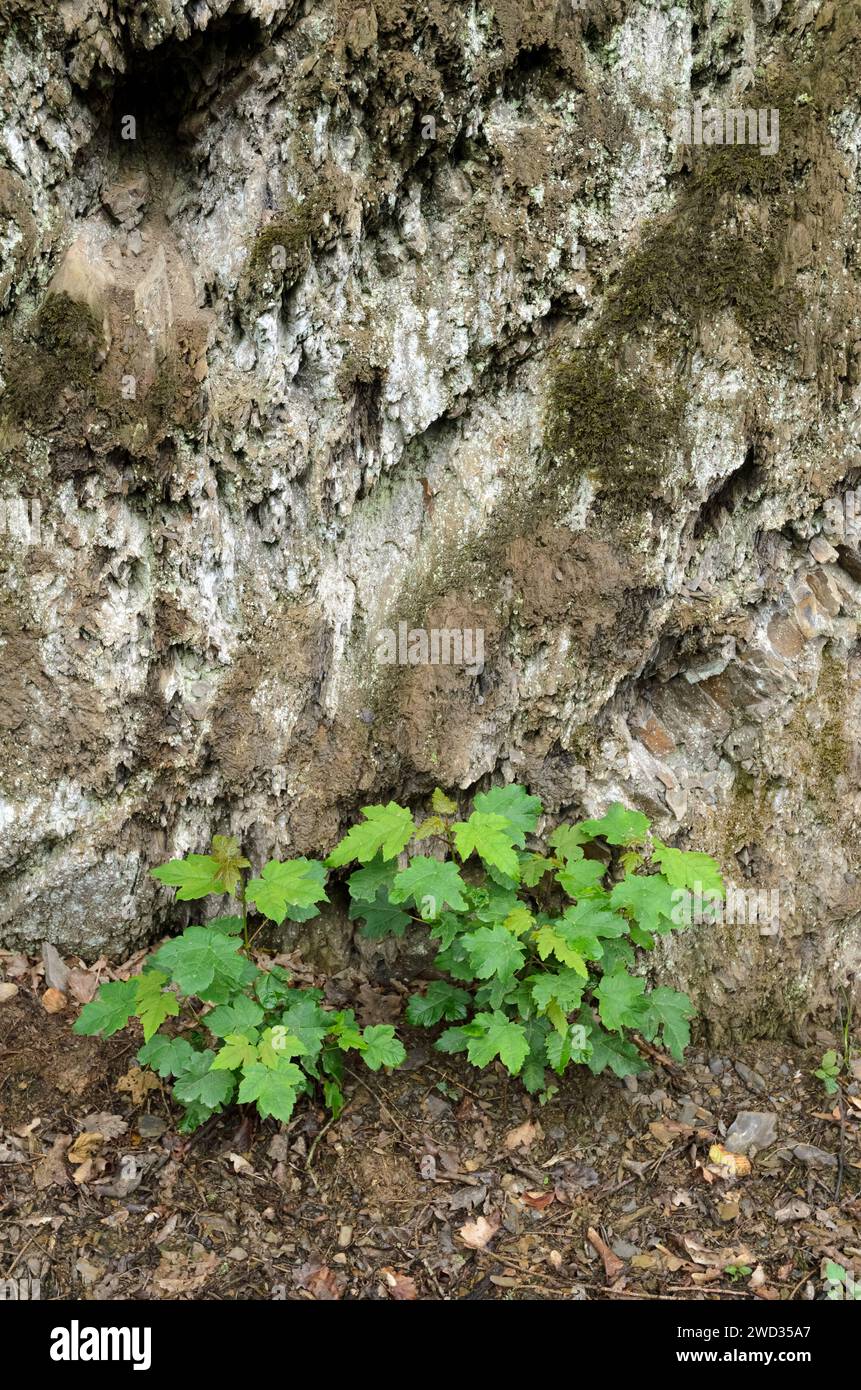 Pflanze mit grünen Blättern, die unter der Felsenwand wachsen Stockfoto