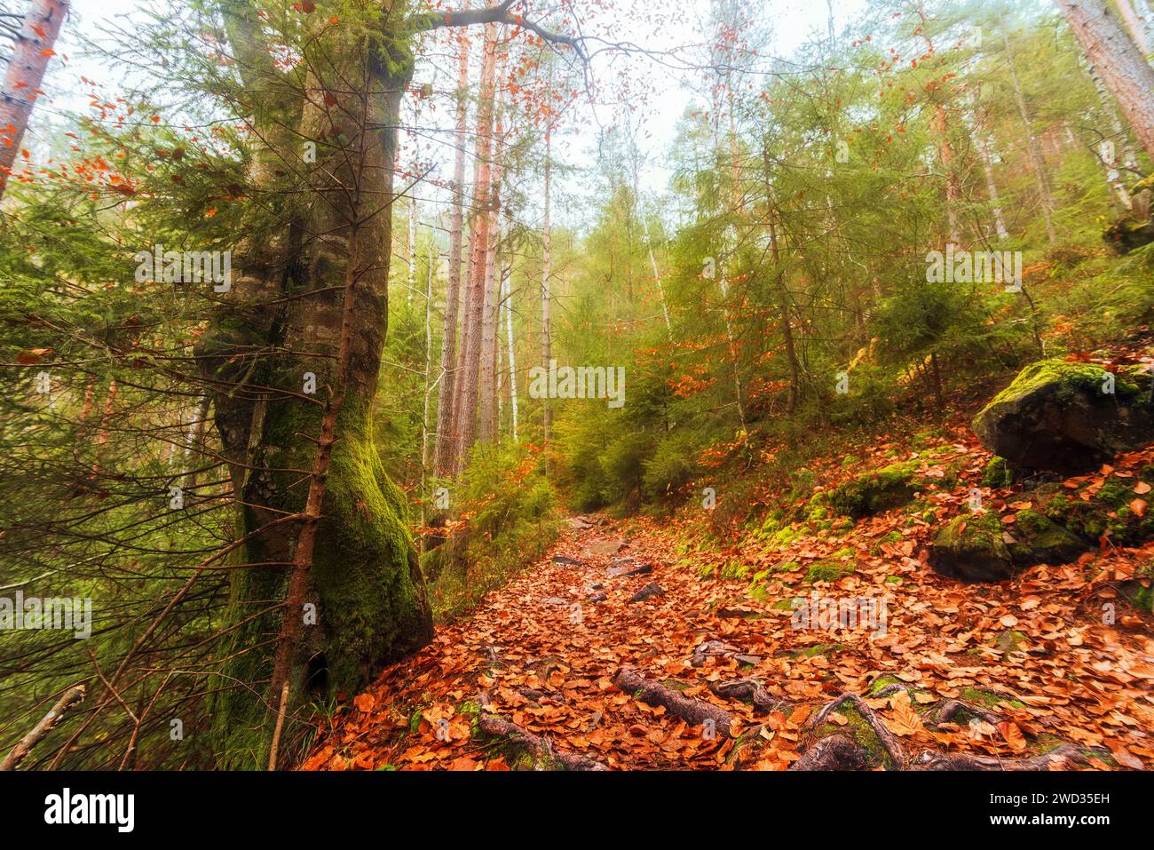 Magischer, traumhafter Herbstwald in Nebel. Düstere Herbstlandschaft im Wald mit moosbewachsenen Bäumen, einem Pfad, Orangenblättern, Wurzeln und en Stockfoto
