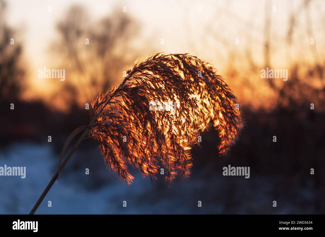 Pampas Gras unter den Strahlen der untergehenden Sonne. Natürlicher Hintergrund. Stockfoto