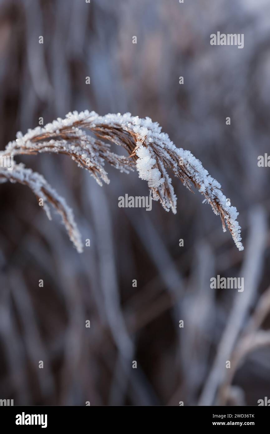 Nahaufnahme der Natur des Winterwunderlandes Stockfoto