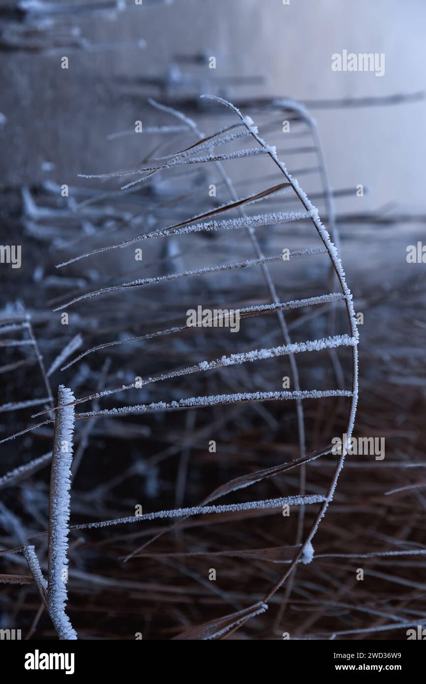 Nahaufnahme der Natur des Winterwunderlandes Stockfoto