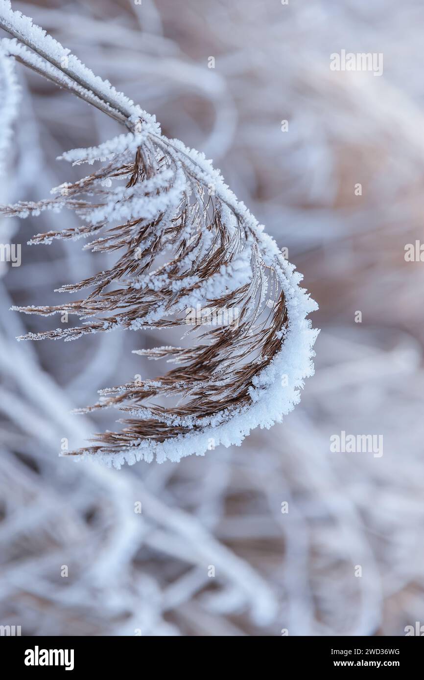 Nahaufnahme der Natur des Winterwunderlandes Stockfoto