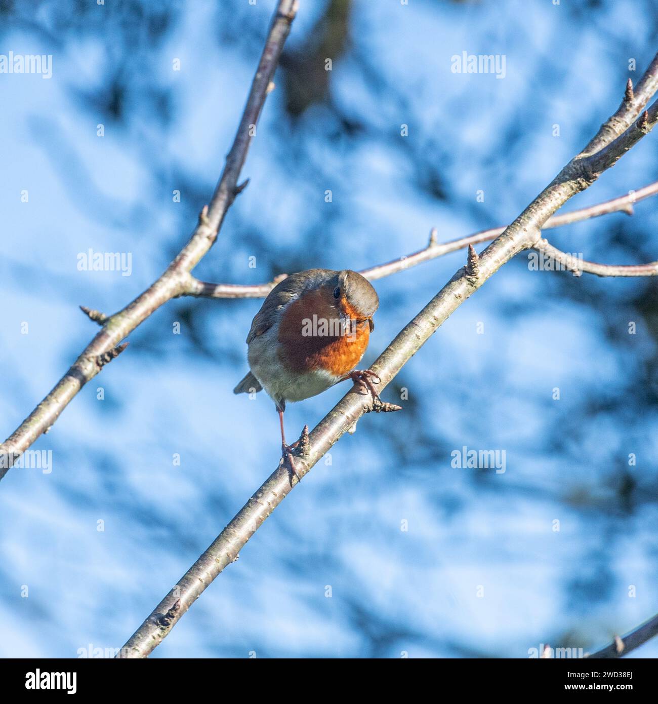 Rotkehlchen, Erithacus rubecula Stockfoto