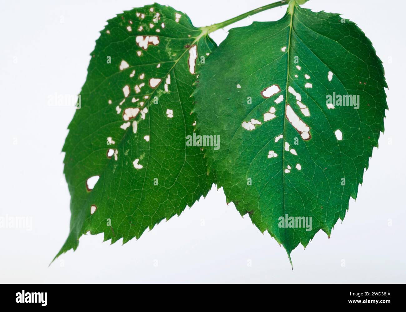 Grüne Blätter mit Löchern von Insekten auf weißem Hintergrund Stockfoto
