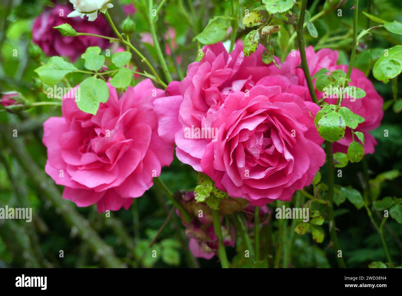 Bright Pink Rosa „Laguna“ Kletterrosenblume, die in den Grenzen des RHS Garden Harlow Carr, Harrogate, Yorkshire, England, Großbritannien angebaut wird Stockfoto