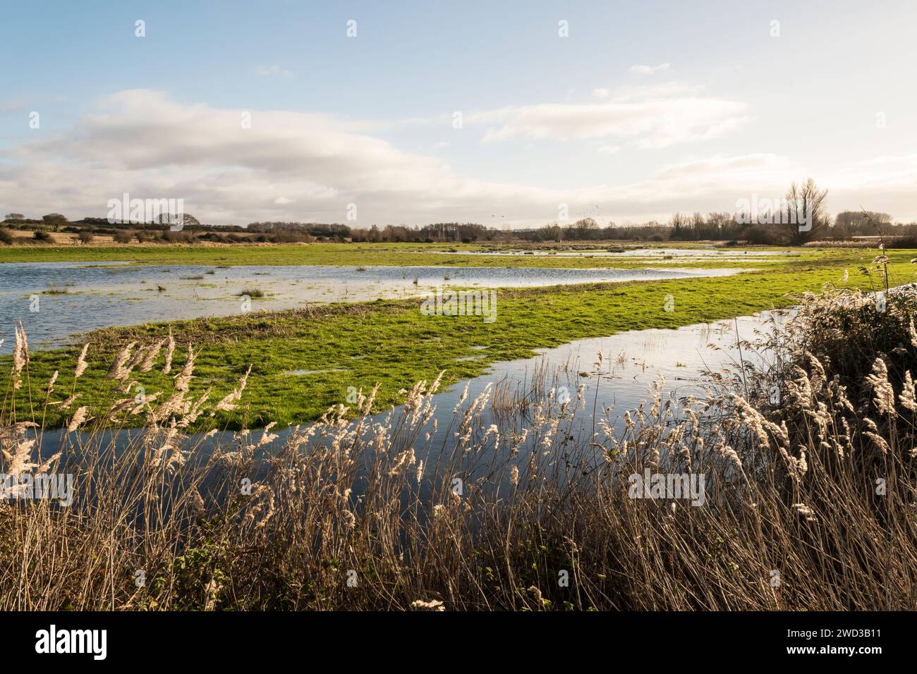 Norfolk Landschaft in der Nähe von Burnham Overy. Überflutete Felder an einem hellen Januartag. Stockfoto Norfolk Landschaft in der Nähe von Burnham Overy. Überflutete Felder an einem hellen Januartag. Stockfoto