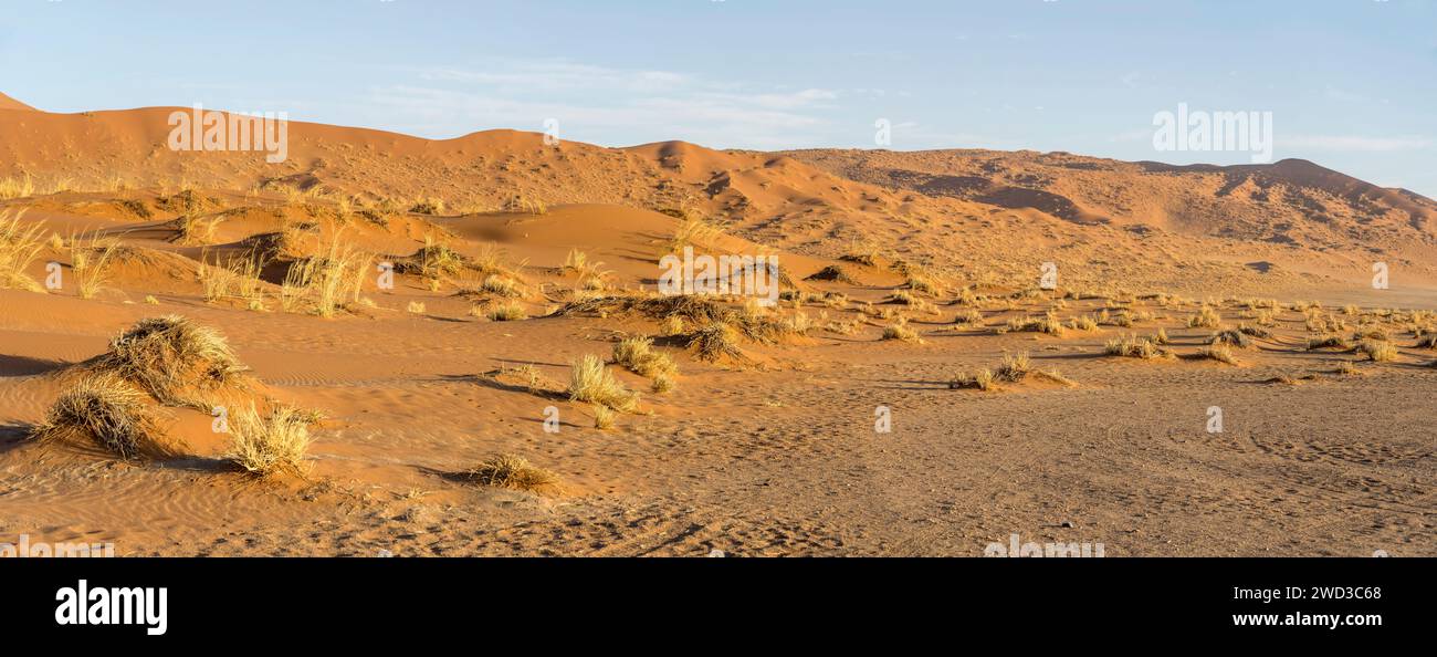 Landschaft mit karger Grasvegetation und roter Sanddüne in der Wüste Naukluft, aufgenommen im hellen Licht des späten Frühlings in der Nähe von Sesriem, Namibia, Afrika Stockfoto