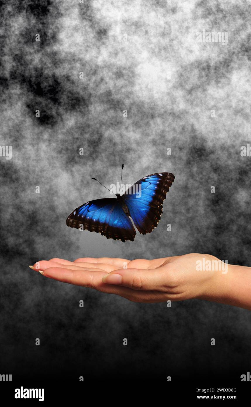 Offene Frauenhand und blauer Schmetterling darüber Stockfoto