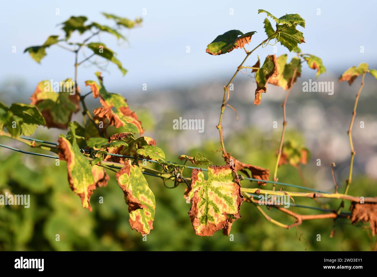 Herbstblätter im Weinberg - Zweig mit grün-gelb-braunen Blättern auf der Rebe. Stockfoto