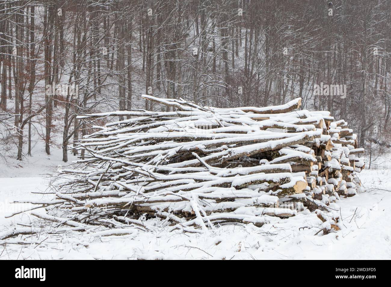 Schneebedeckte Baumstämme verstreut auf dem Waldboden Stockfoto