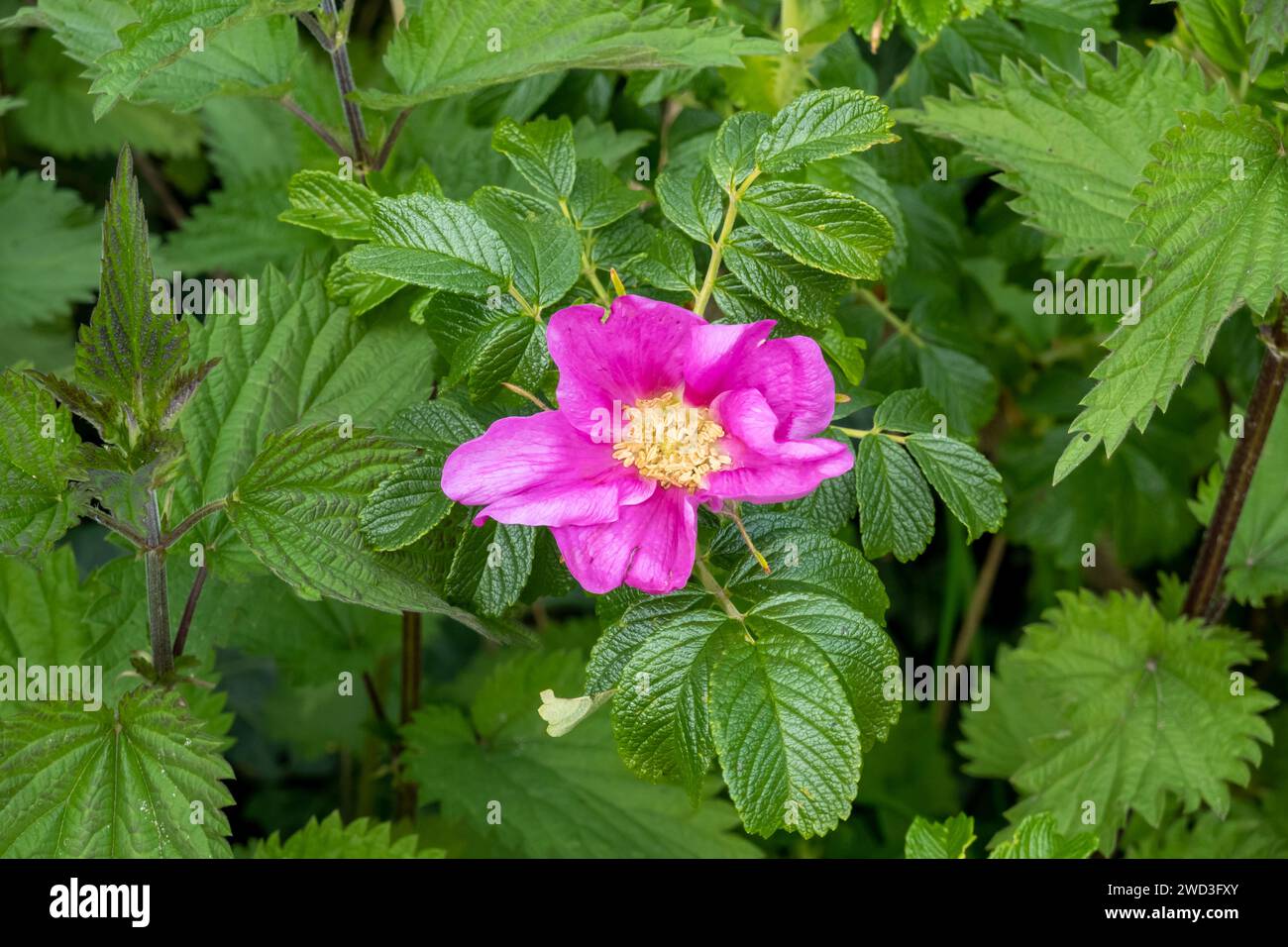 Rugosa Rose, Rosa rugosa, auch bekannt als Strandrose oder Japanische Rose, mit rosa Blüte im Frühjahr, Niederlande Stockfoto