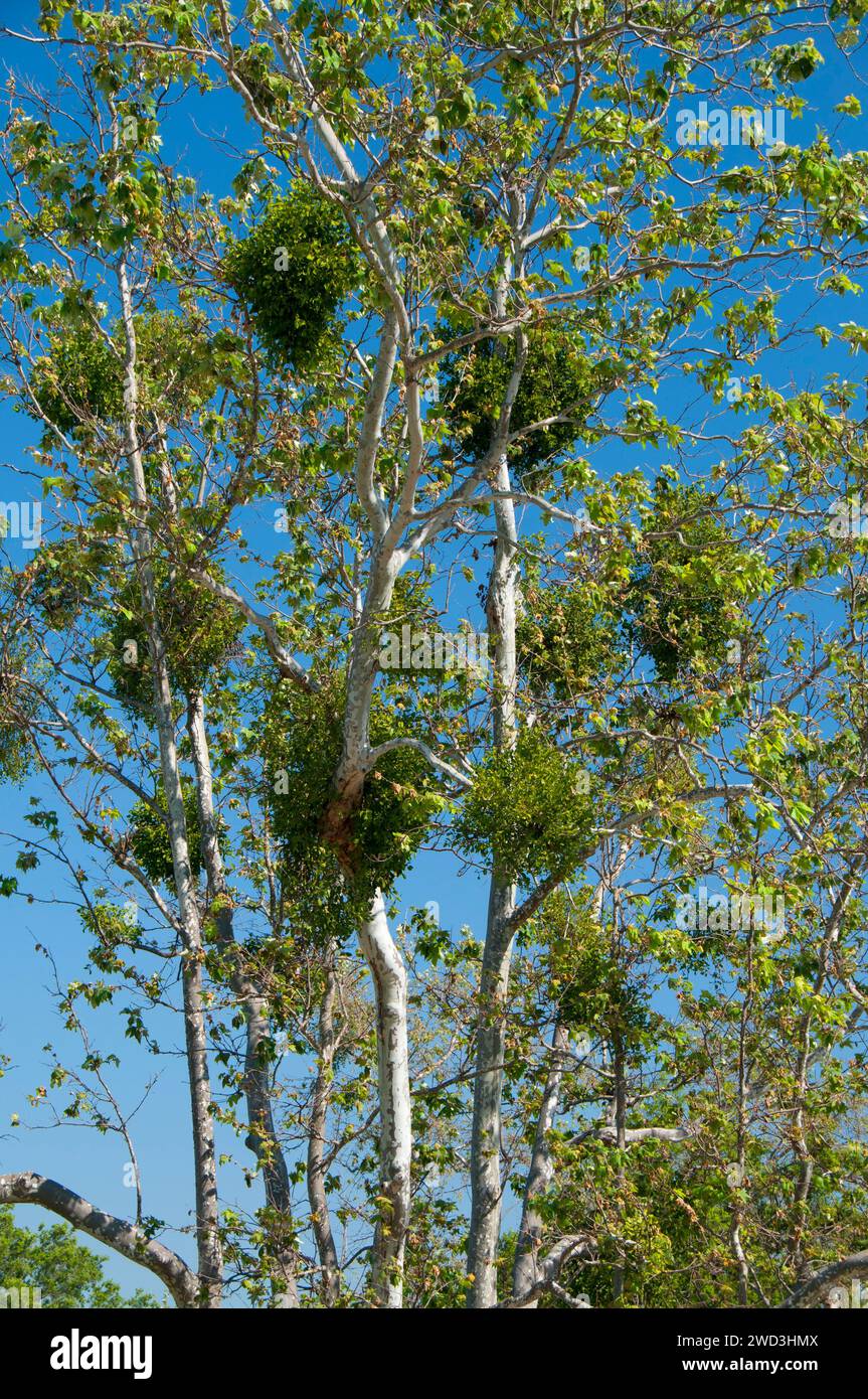 Platanus racemosa (Platanus racemosa) mit Mistel, Ronald W Caspers Wilderness Park, Orange County, Kalifornien Stockfoto
