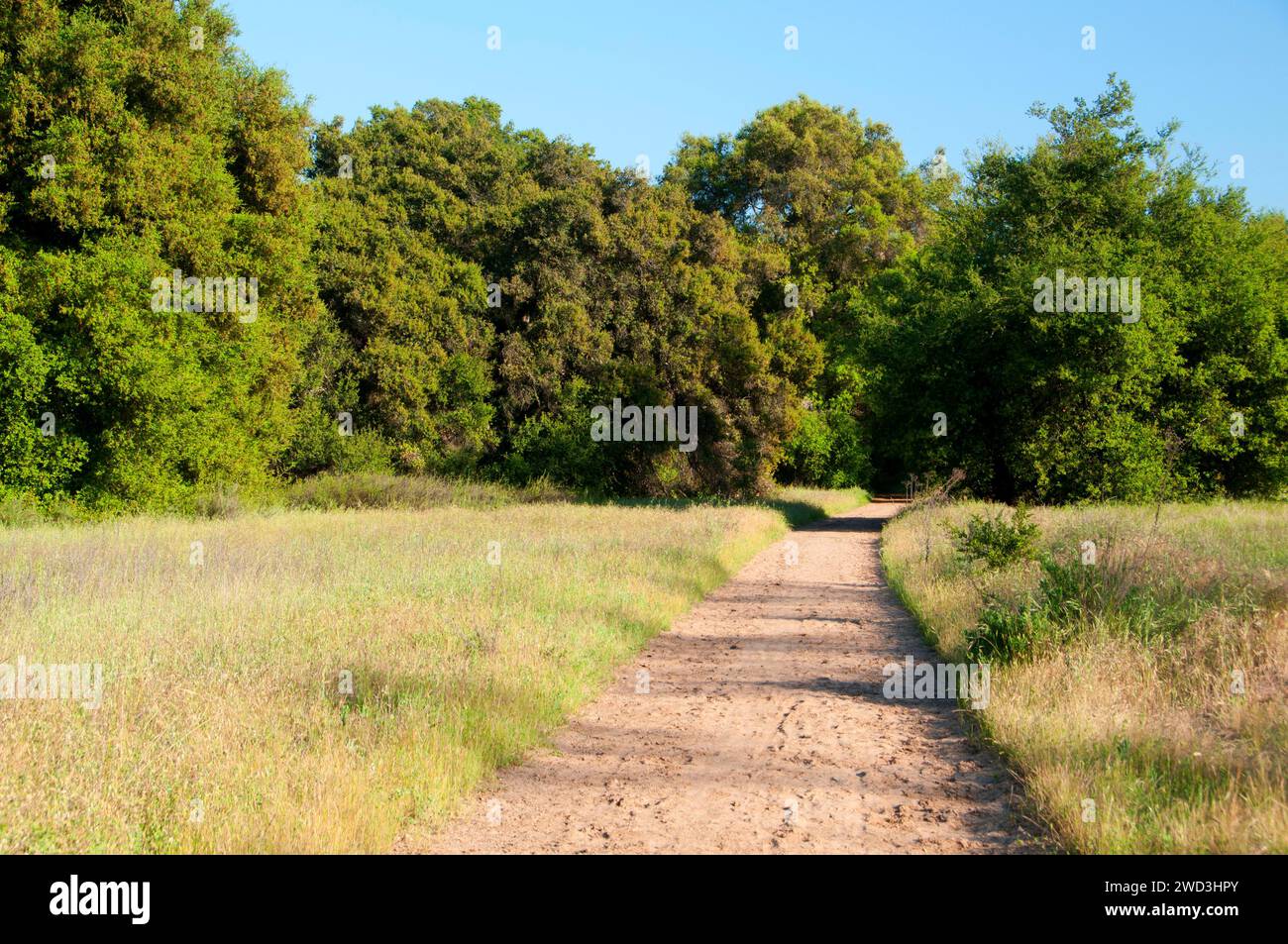 Bell Canyon Trail, Ronald W Caspers Wilderness Park, Orange County, Kalifornien Stockfoto