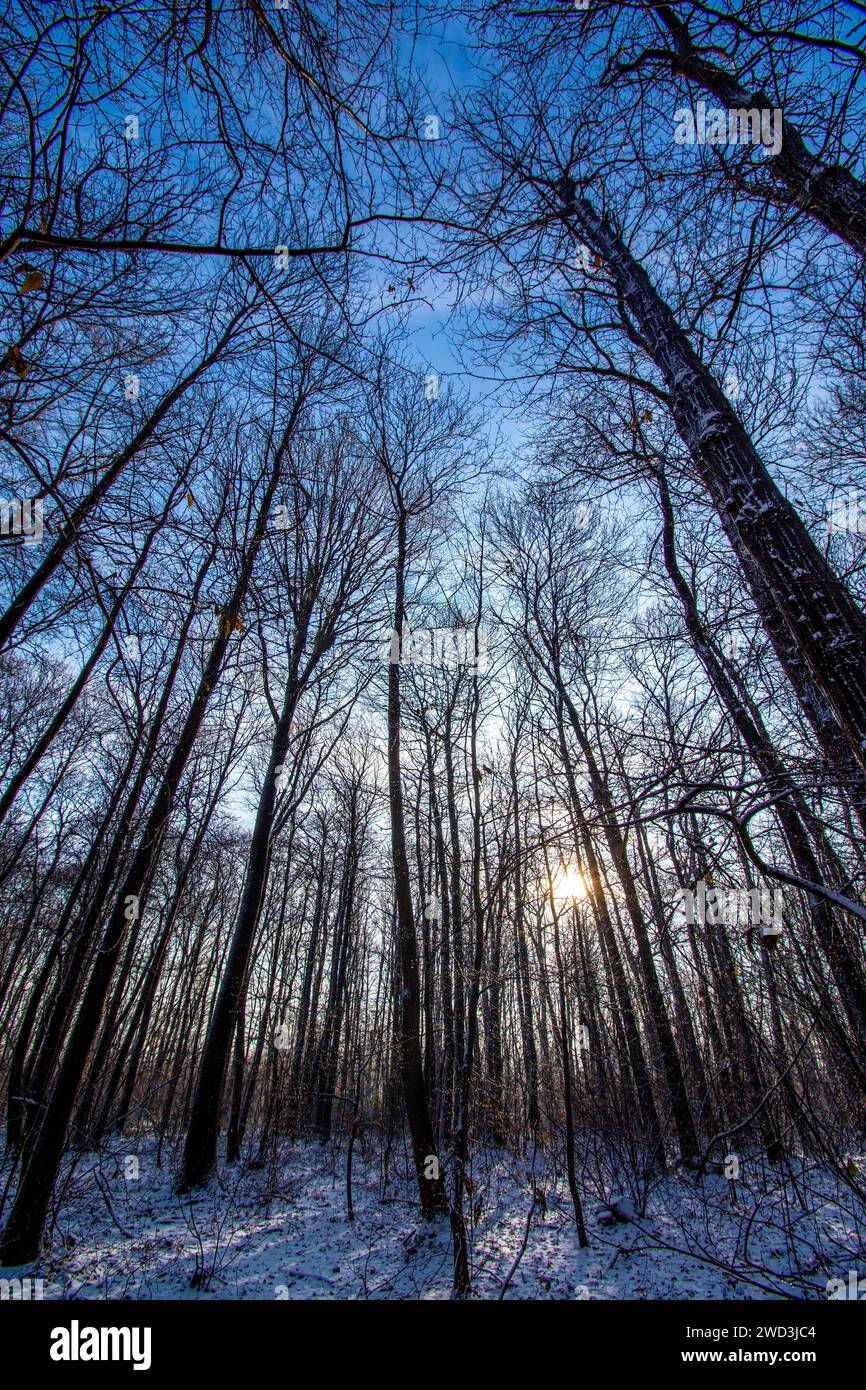 Hohe Bäume im schneebedeckten Wald an einem kalten, sonnigen Wintermorgen in den Wäldern von Clamart, Frankreich Stockfoto