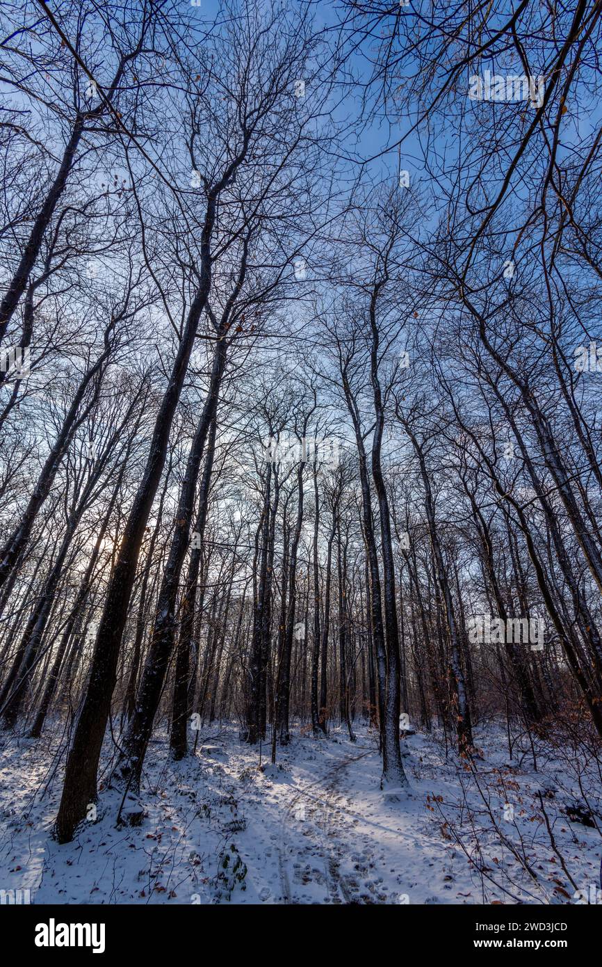 Hohe Bäume im schneebedeckten Wald an einem kalten, sonnigen Wintermorgen in den Wäldern von Clamart, Frankreich Stockfoto