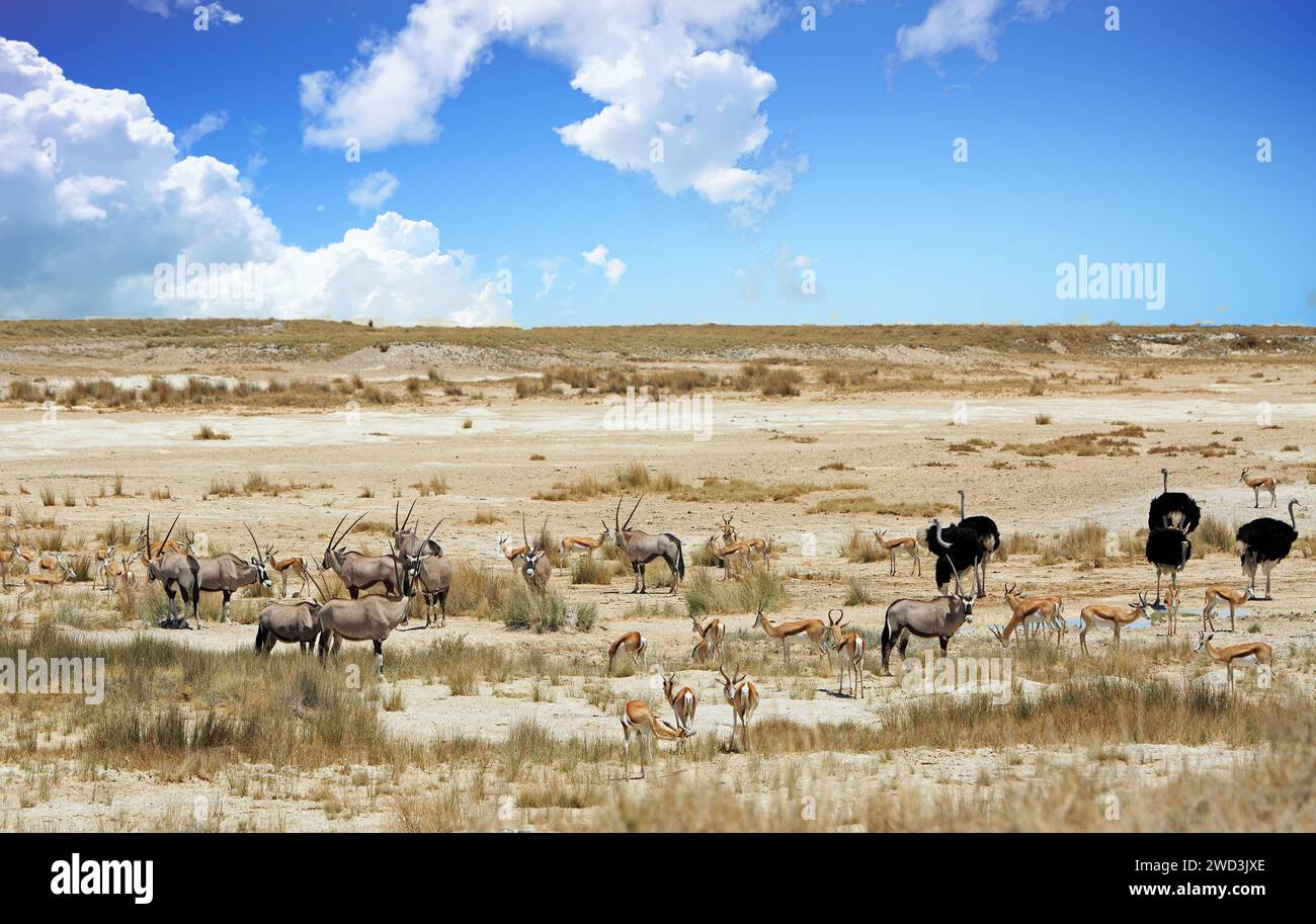 Weite offene Trockenebenen mit einer großen Herde von Gemsbok Oryx Springbok und Male Ostiches bieten einen Blick auf die trockene, einsame Etosha Pan, Namibia Stockfoto