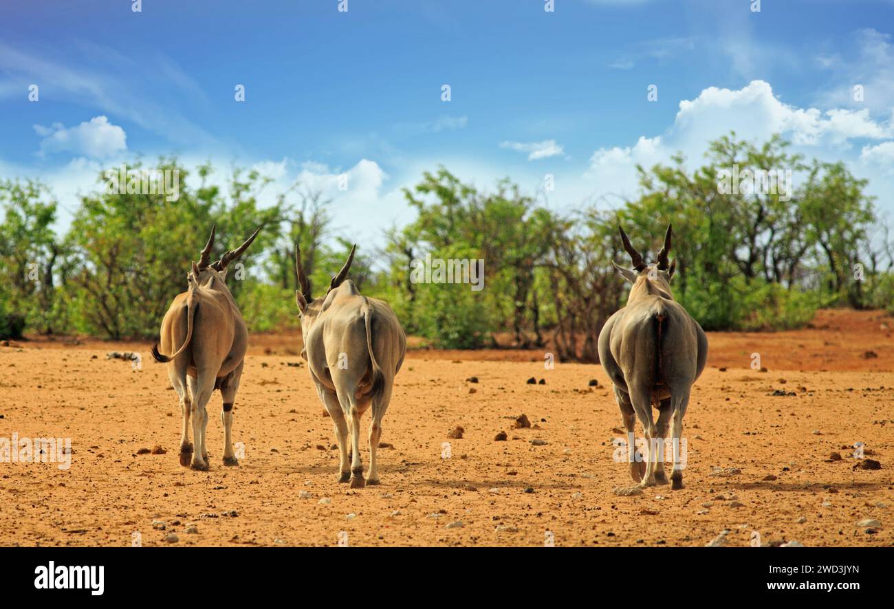 Drei Eland, die von der Kamera weg in den afrikanischen Busch gehen - Etosha, Namibia Stockfoto