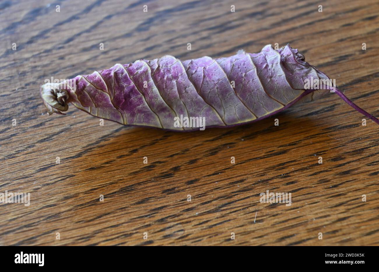 Getrocknetes violettes Blatt Stockfoto