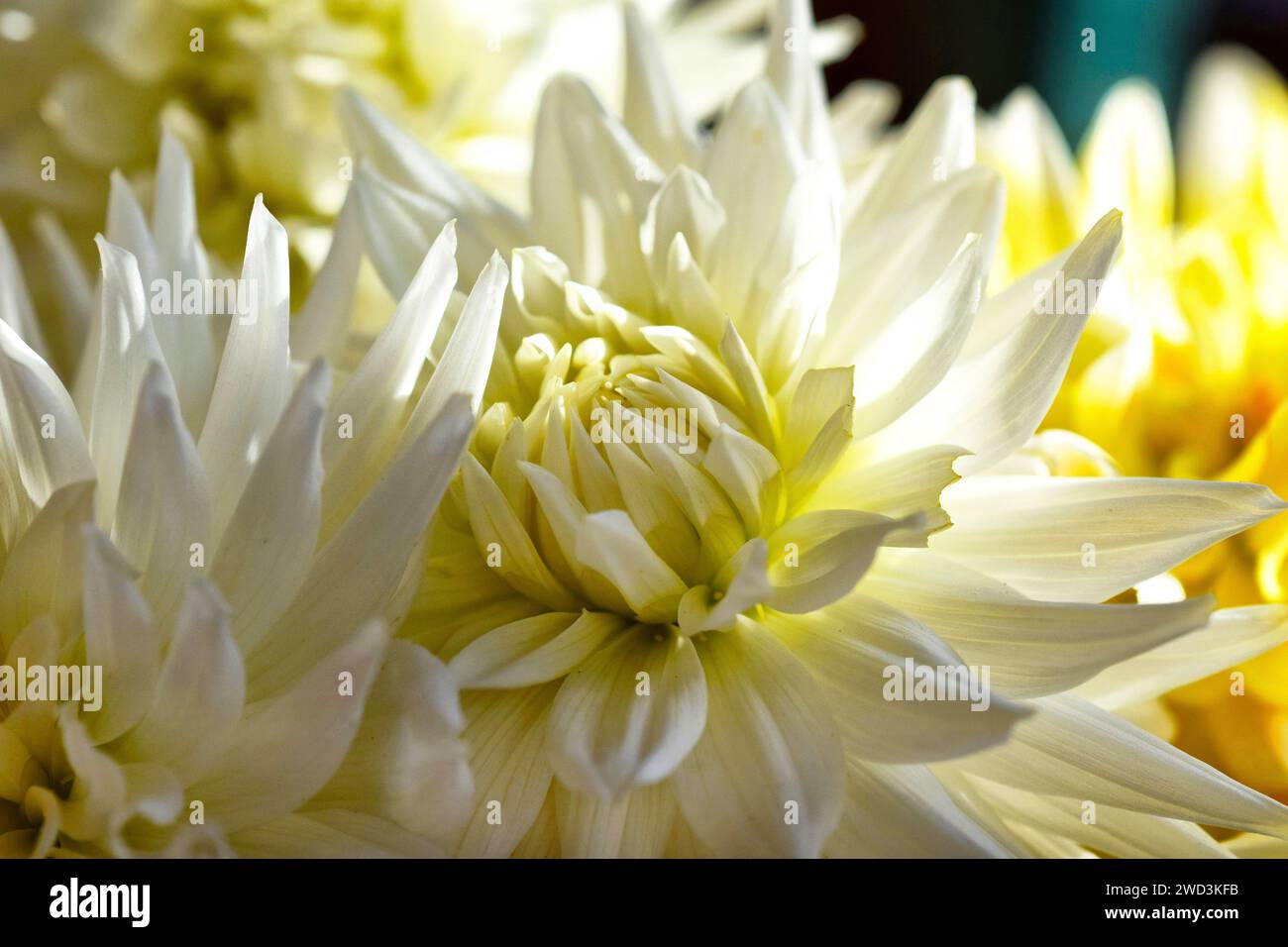 dahlien-Arrangement Stockfoto