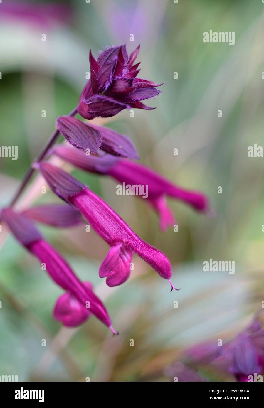 Violette salvieblüten Stockfoto