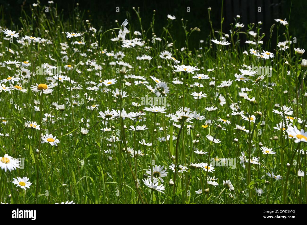 Feld der wilden Gänseblümchen Stockfoto