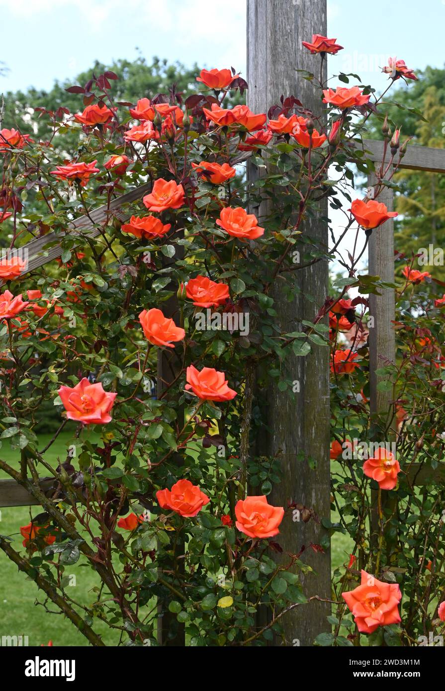 Orangefarbene Kletterrose Stockfoto