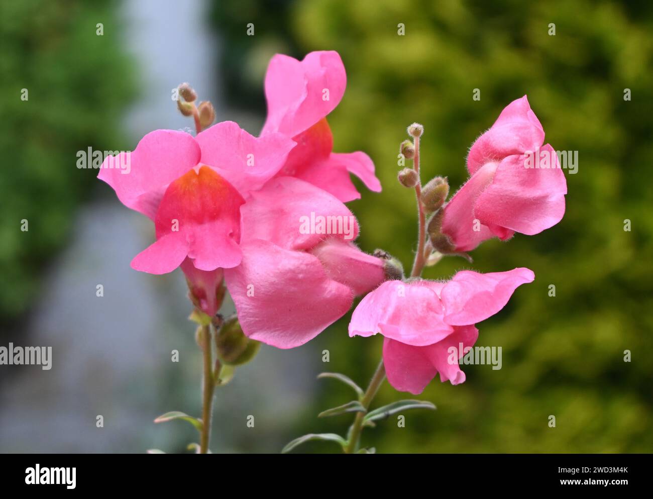 Rosafarbene snapdragon-Blüten Stockfoto