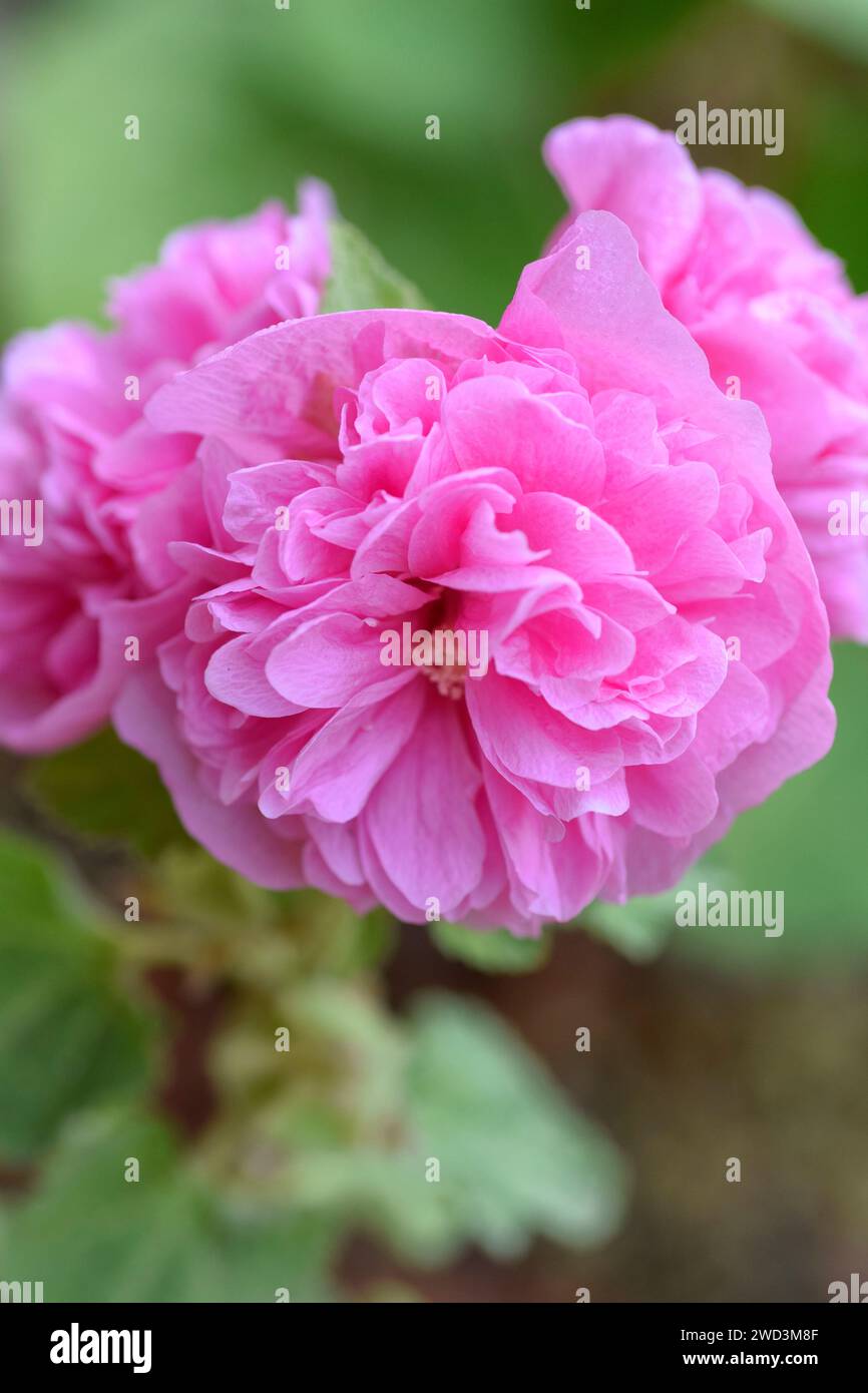 Rosafarbene hollyhock Blumen Stockfoto