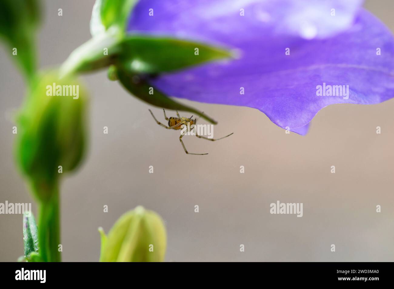 Spinne auf Glockenblume Stockfoto