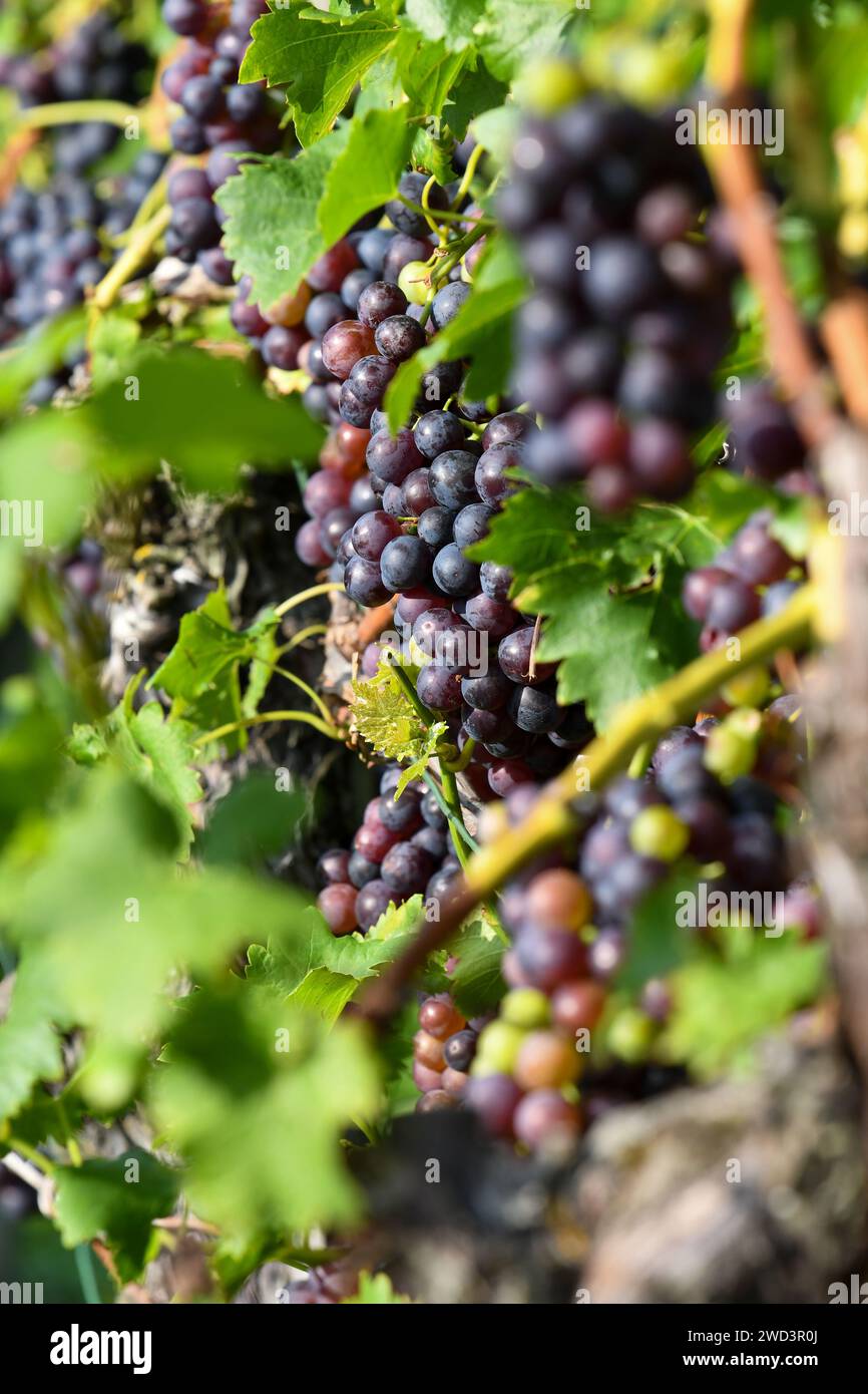 Rotwein: Blaue Trauben auf der Rebe vor der Ernte in Süddeutschland Stockfoto