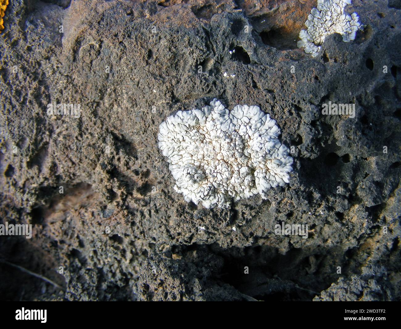Pionierorganismen – Flechten, die auf Vulkangesteinen wachsen, Kanarischen Inseln und Fuerteventura. Stockfoto