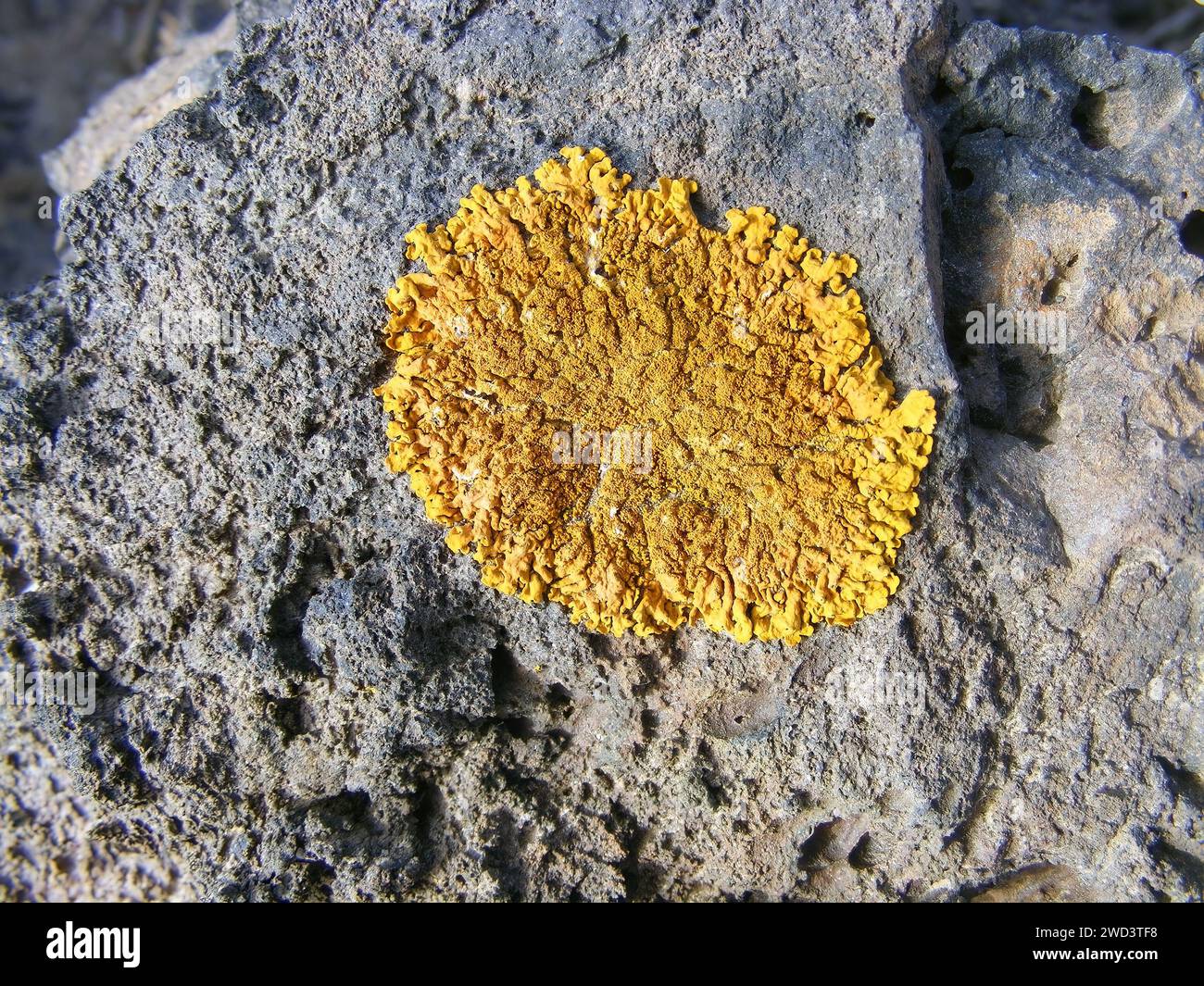 Pionierorganismen – Flechten, die auf Vulkangesteinen wachsen, Kanarischen Inseln und Fuerteventura. Stockfoto