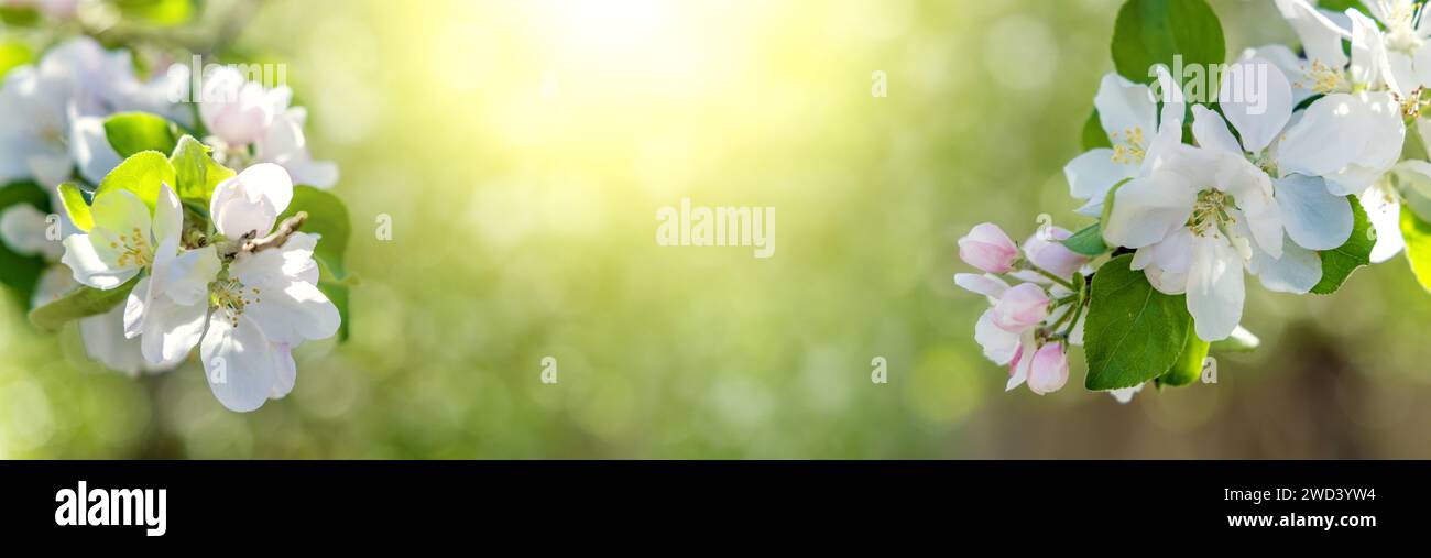 Apfelblütenzweig mit traumhaftem Bokeh. Sonnige Kulisse Stockfoto