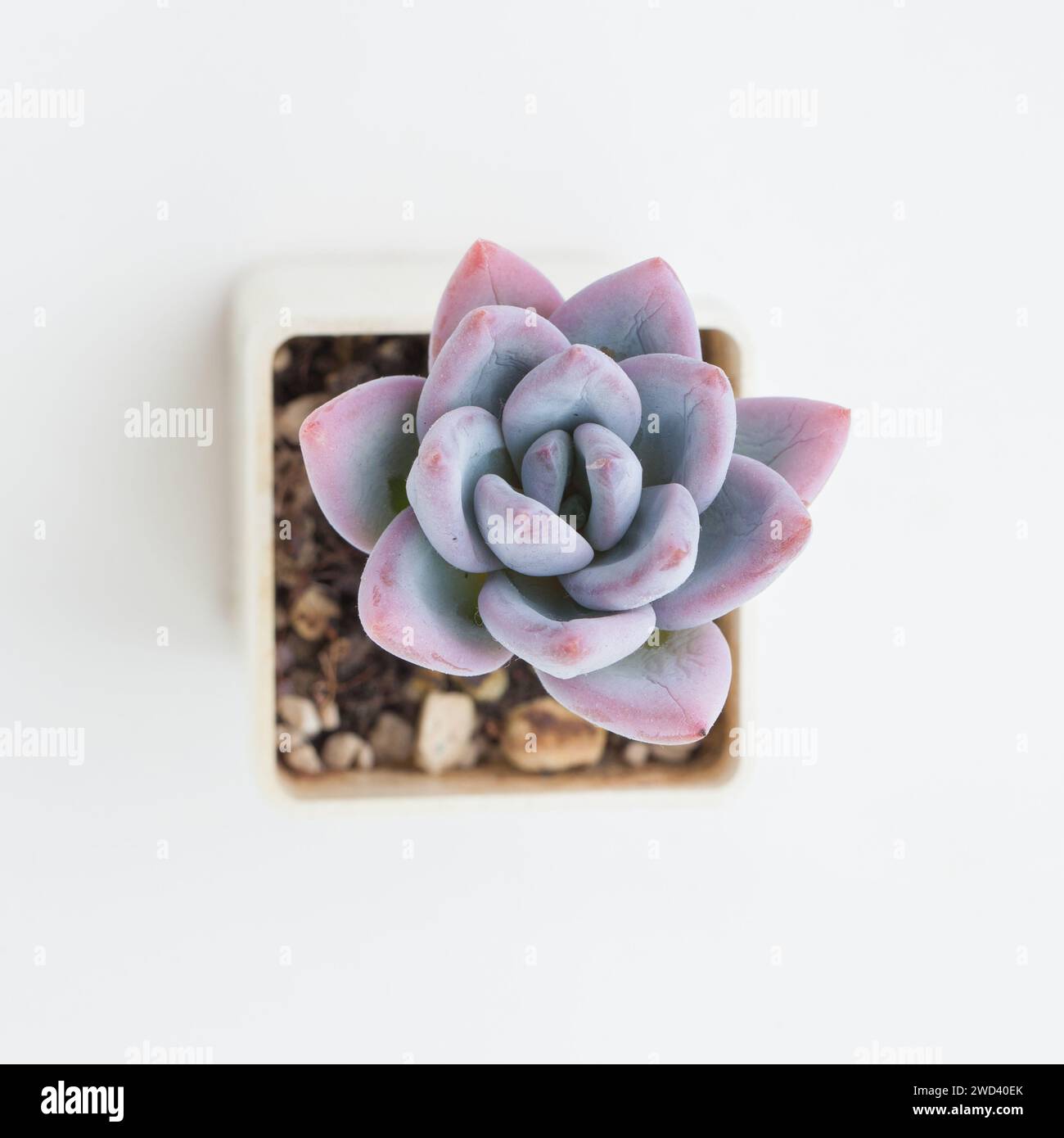 Wunderschönes Graptoveria Pulver Puff Zimmerpflanze Blume von oben Blick Stockfoto