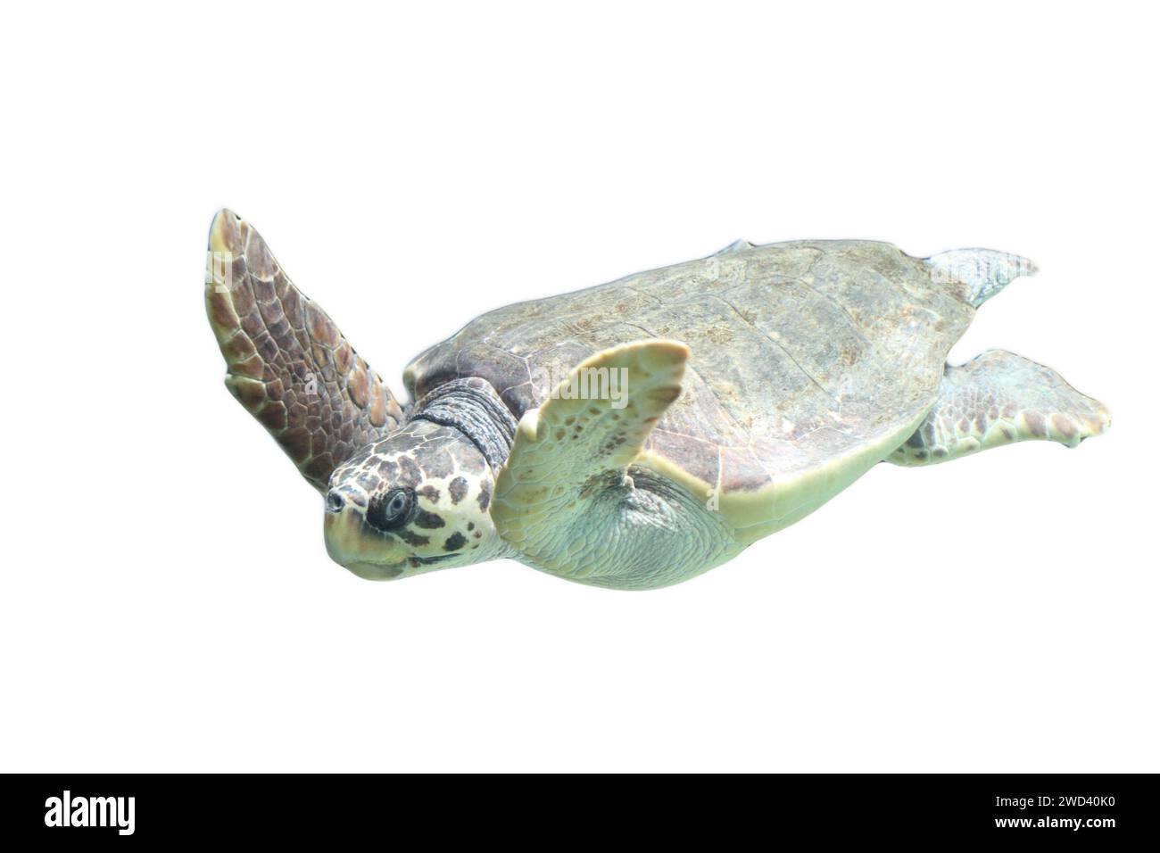 Die Karettschildkröte (Caretta caretta) oder Karettschildkröte ist eine Meeresschildkröte, die auf der ganzen Welt verbreitet ist. Es ist ein Meeresreptil, das zu ihm gehört Stockfoto